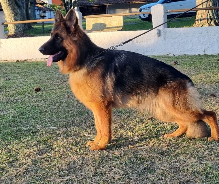 guga 112022
